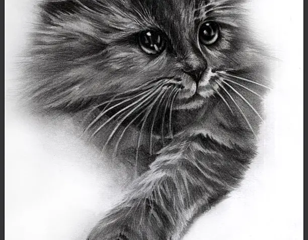 котик