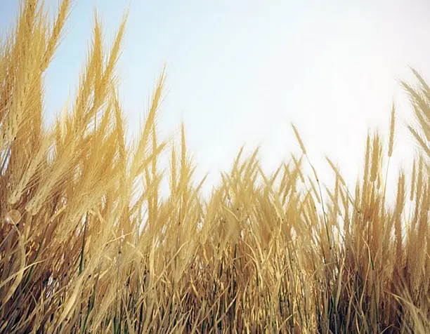 Rye