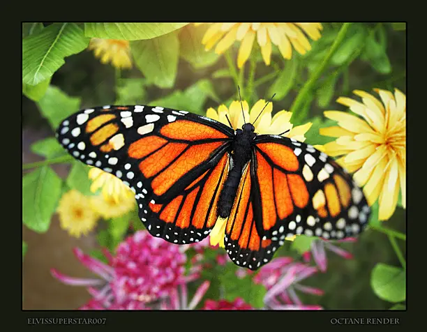 butterfly