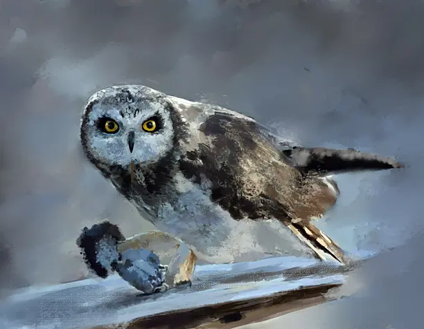 owl)