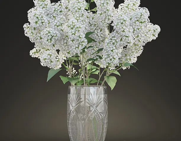 БЕЛАЯ СИРЕНЬ / WHITE LILAC