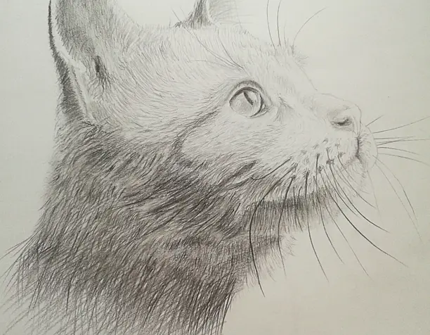 Морда кота