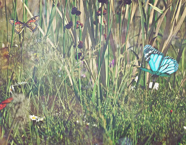 Butterfly
