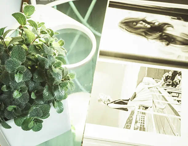 Plant in the pot.