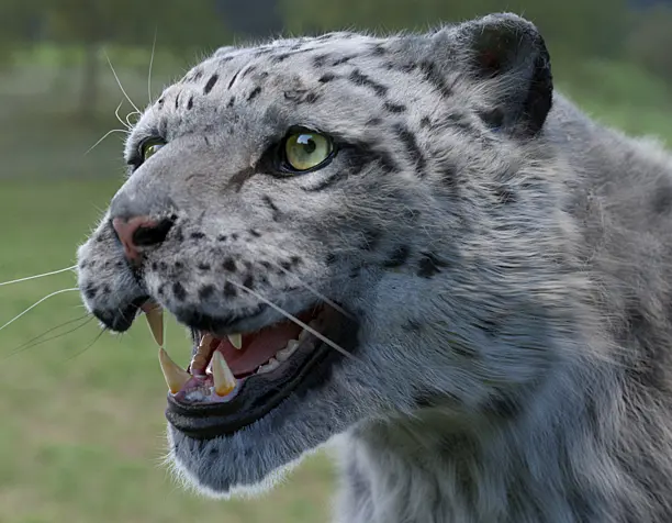 Irbis (Snow Leopard)