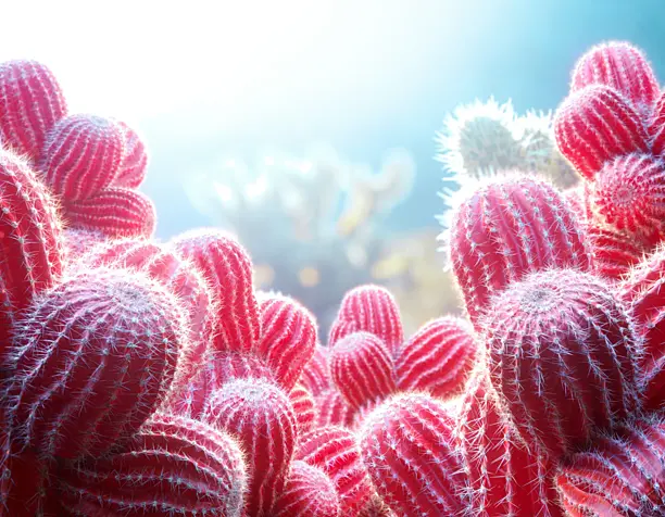 Red Cactus