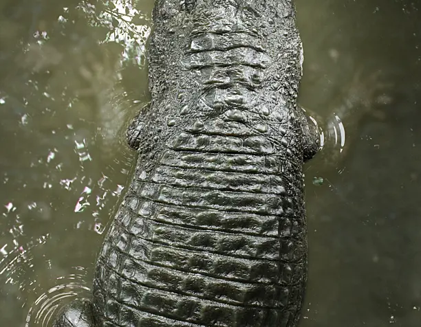 Crocodylus niloticus