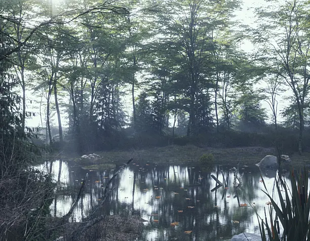 Fog in the forest