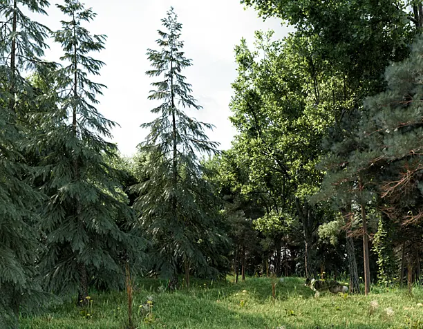 Лесная опушка
