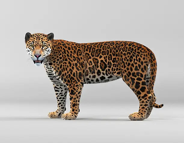 Panther onca