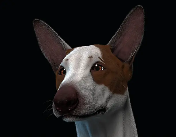 Greyhound