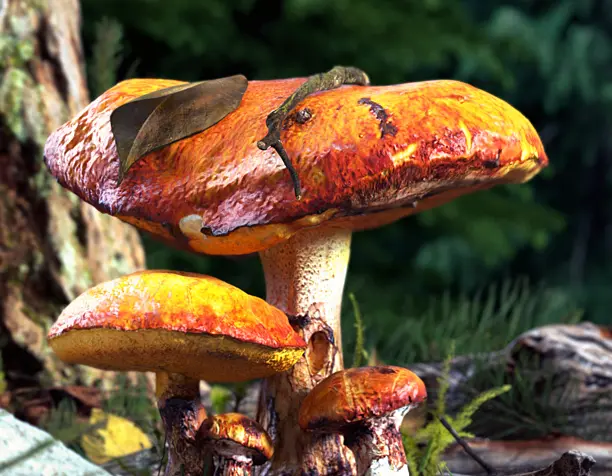 Mushrooms