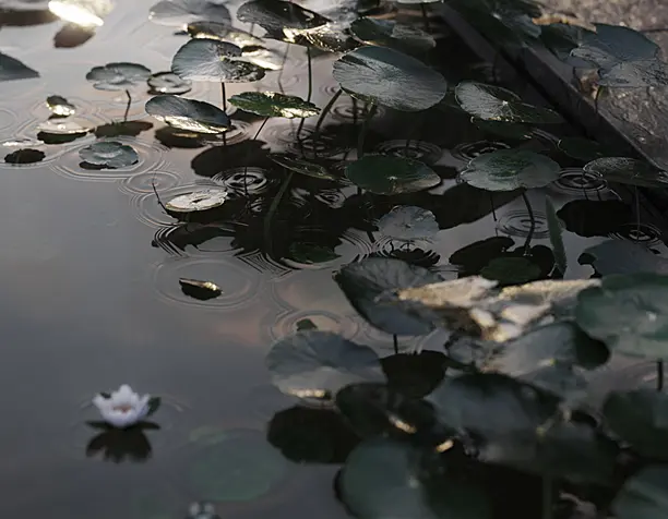 Water lily