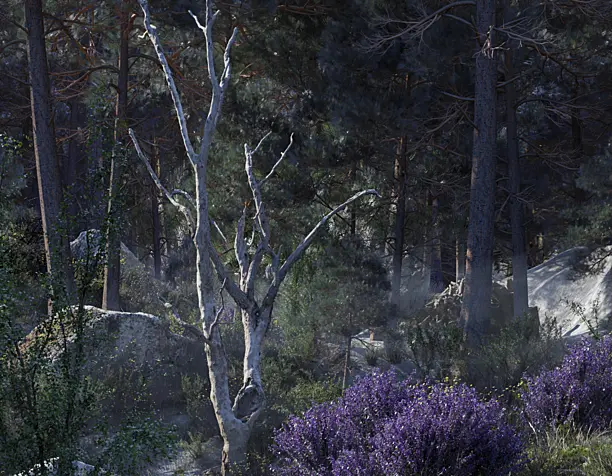 Norwegian wood