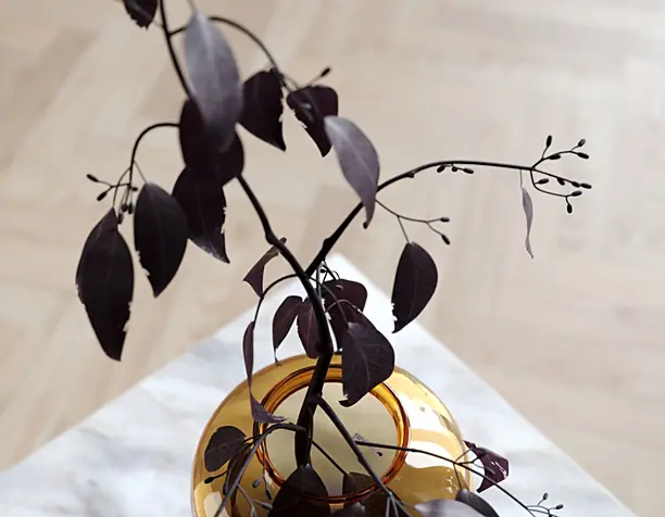 Eucalyptus in vase