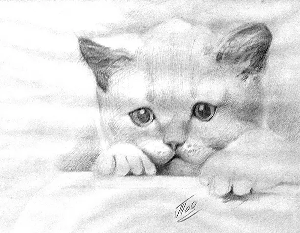 котята