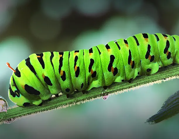 Swallowtail caterpillar