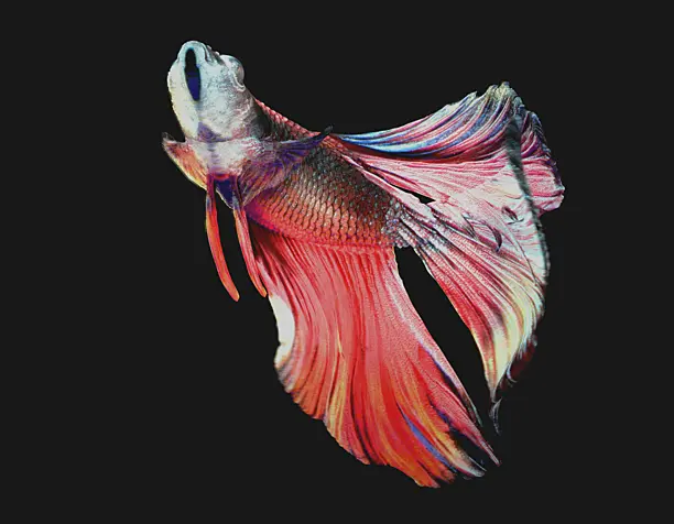 Betta Fish "Free Download 3D scene"
