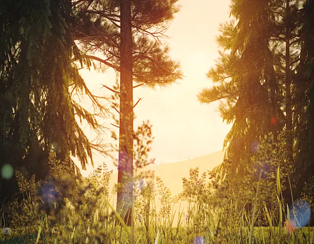 sunset