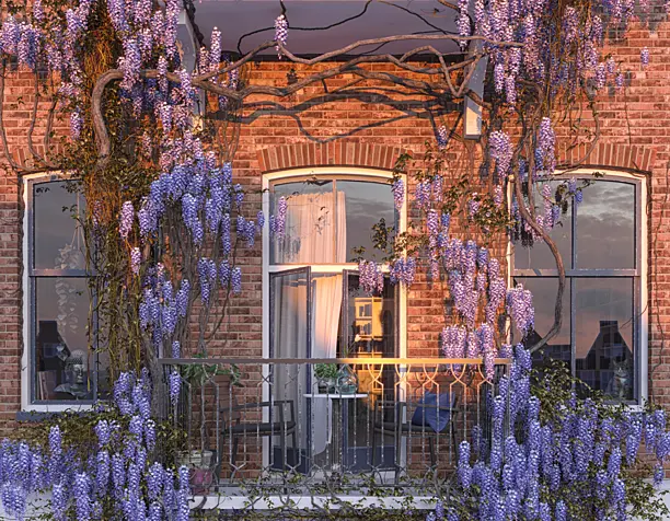 Amsterdam's wisteria