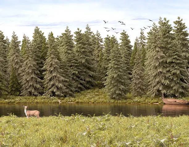 Forest