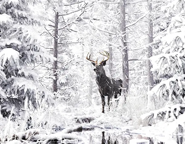 Deer