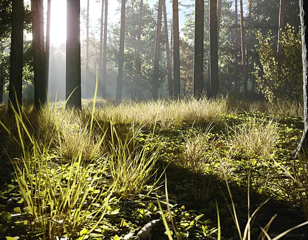 Morning in a Pine Forest