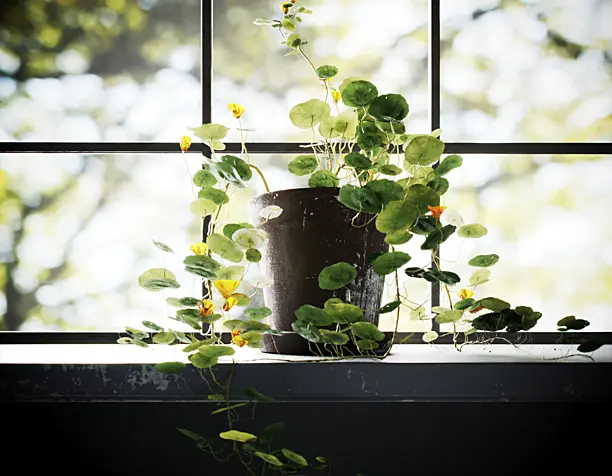Plants