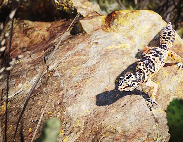 The Common leopard gecko