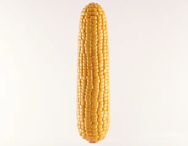 Corn 3d model