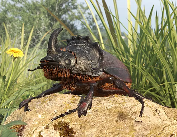 Rhinoceros beetle