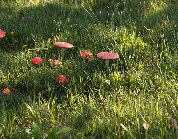 Summer atmosphere