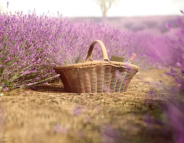 lavender