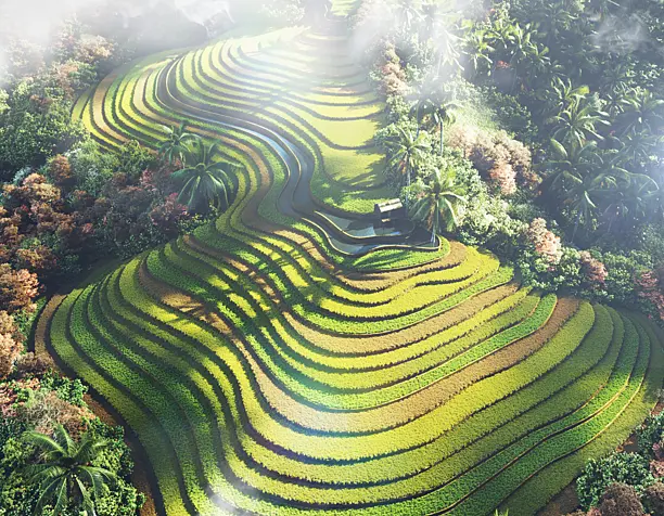 Rice Terraces Vietnam