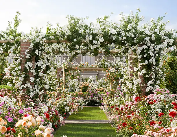 Rose garden