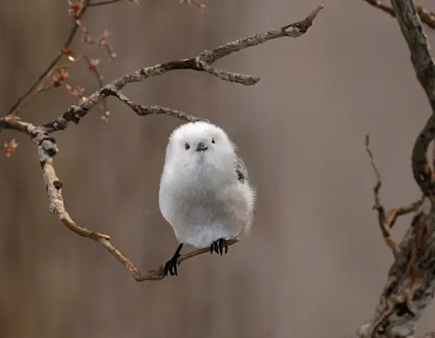from bird animation work