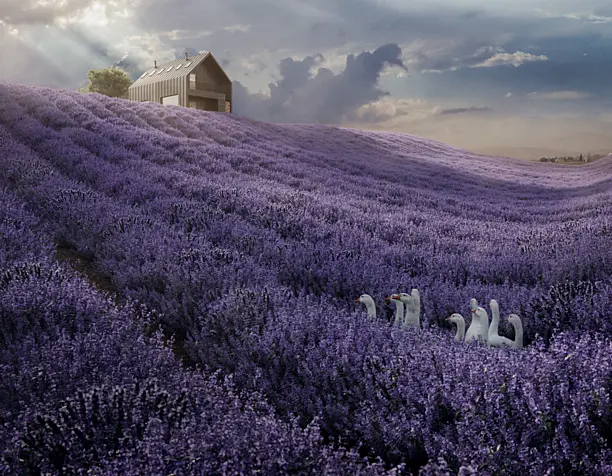 Lavandula