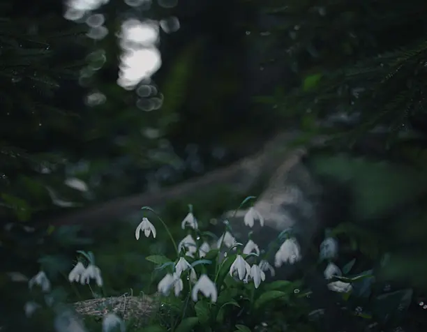 Galanthus Nivalis