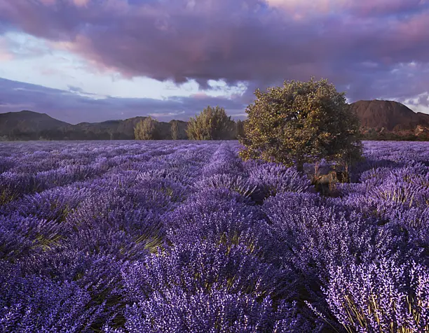 Lavender field
