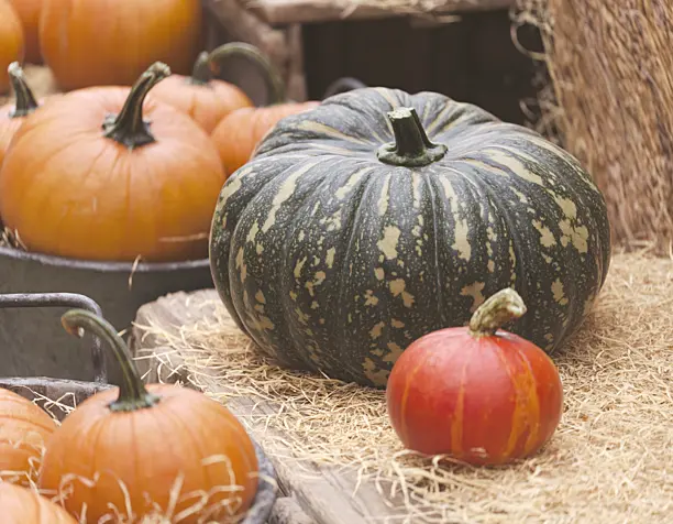 Pumpkin Patch