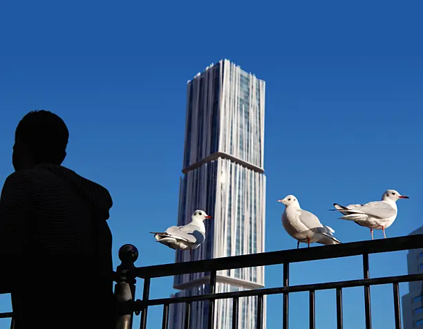 Birds in the city
