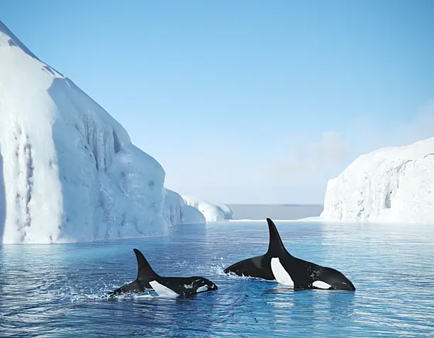 Killer whales