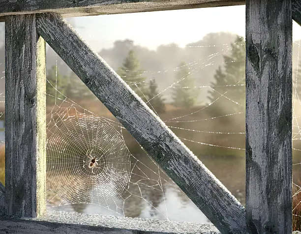 Morning spider