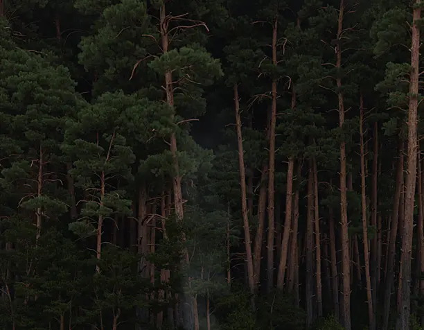 Берег реки