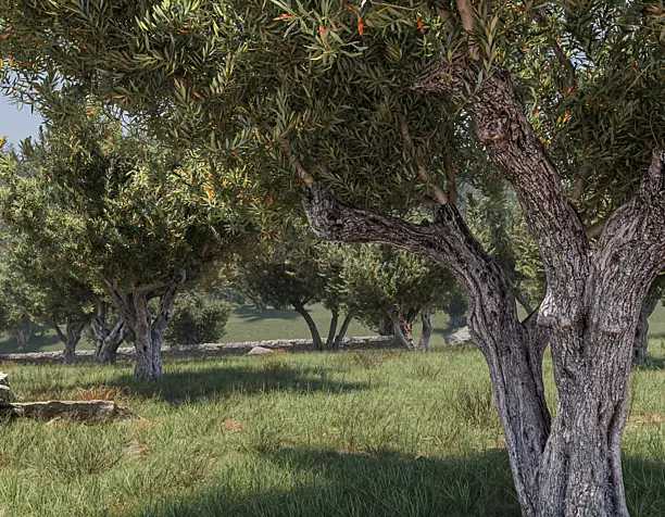 Olive park