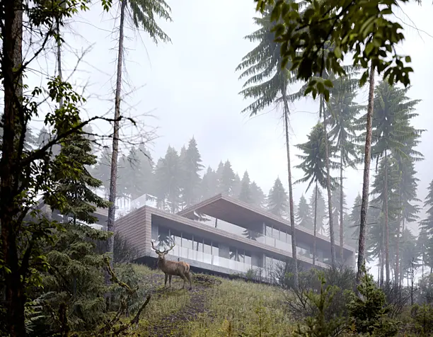 Somewhere in the Forest