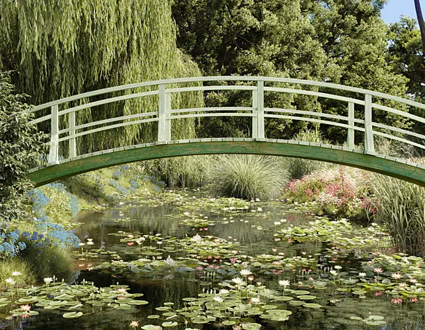 White Water Lilies