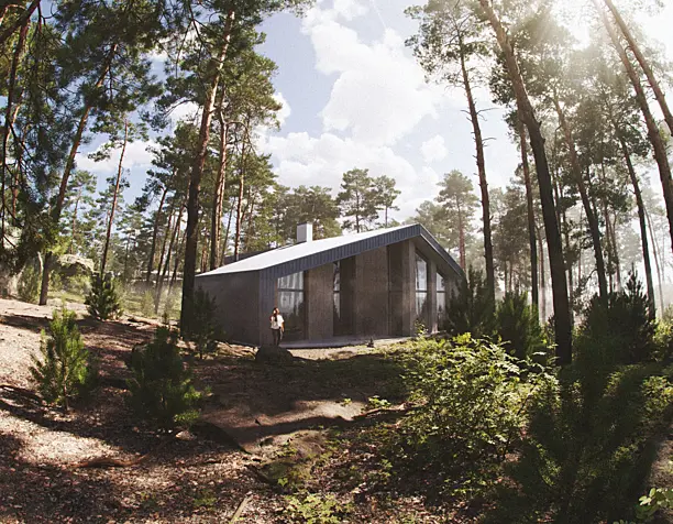 Pine forest