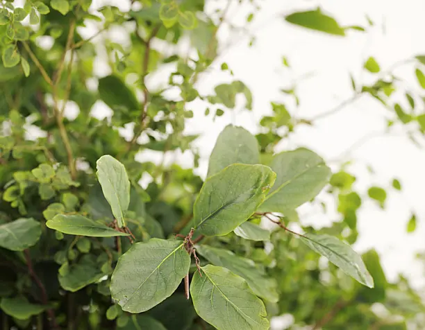 PLANTS