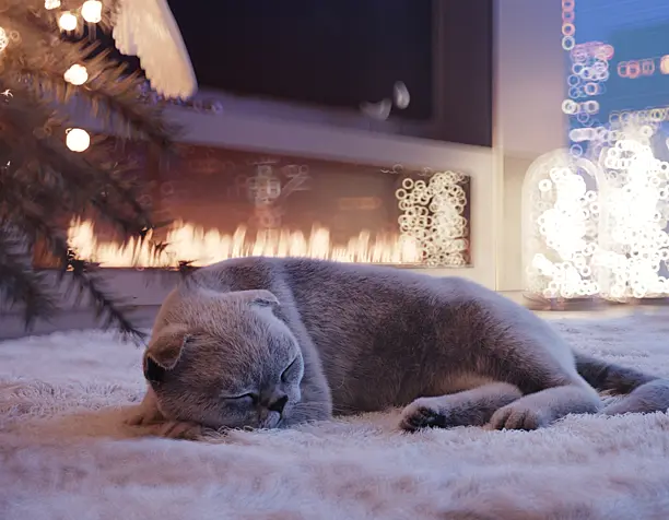 Котик